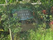 かなさんのサンダンカの投稿写真1