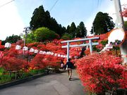 amuchaさんの天王神社のツツジの投稿写真1