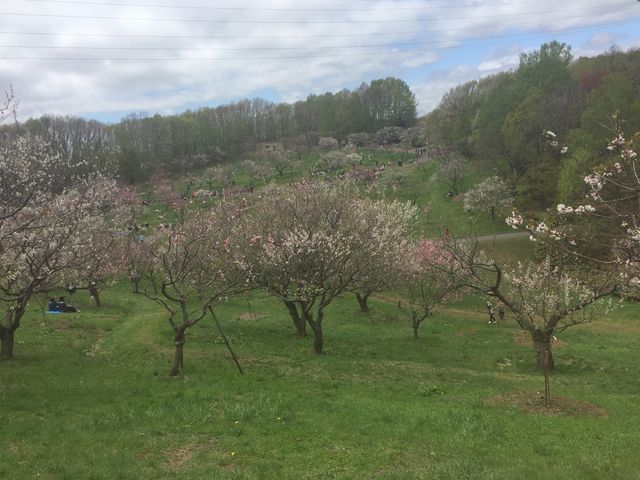 梅の花_平岡公園 売店