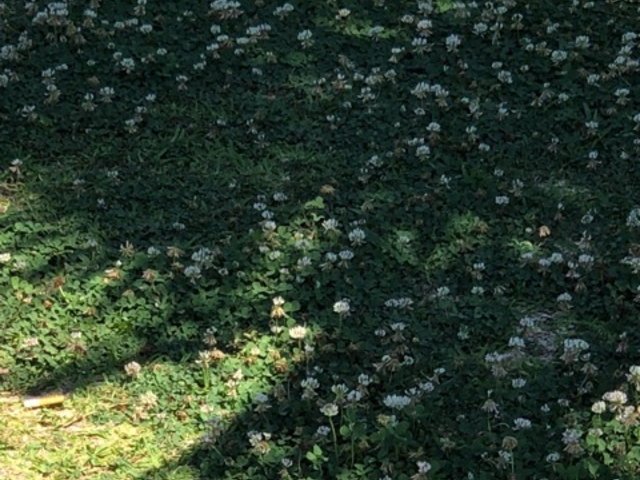 さーぴーさんのくいなエコ・スポレク公園の投稿写真1