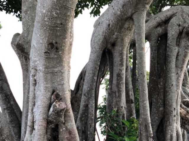 ととさんのガジュマルの投稿写真1