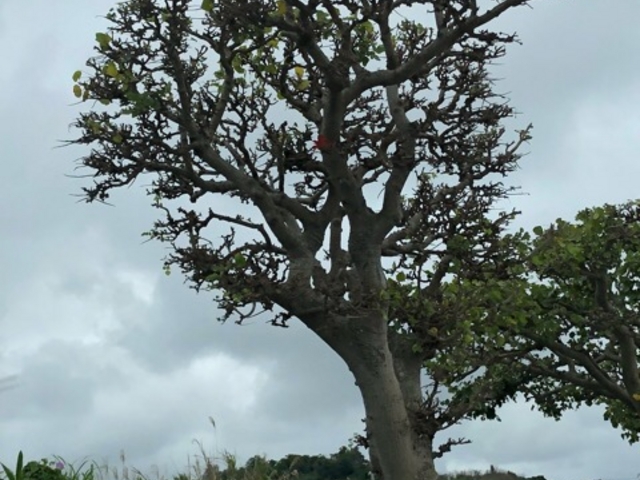 ととさんのでいごの大木の投稿写真1