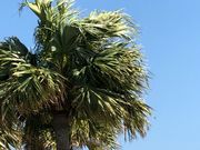 ととさんのおがみ山公園の投稿写真1