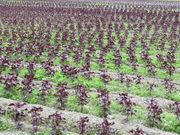 てつきちさんの土井志ば漬本舗 本店の投稿写真5