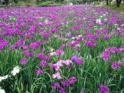 saly02さんの大村公園の投稿写真1