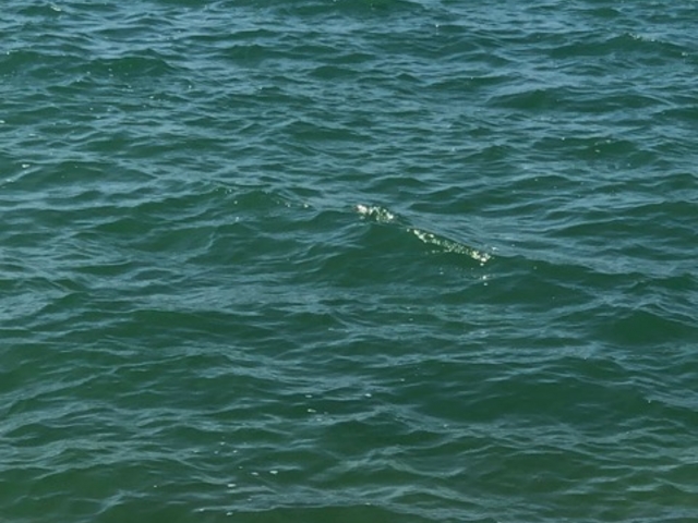 泳ぎたい_白浜
