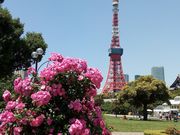 JUNさんの芝公園の投稿写真1