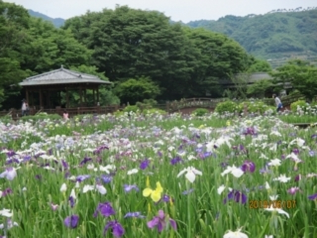 大和中央公園花しょうぶ園