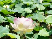 poporonさんの唐比湿地公園・唐比ハス園の投稿写真1