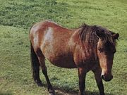 poporonさんの唐比ふれあい牧場の投稿写真2