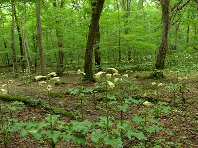 u-minさんのキウス周堤墓群の投稿写真1