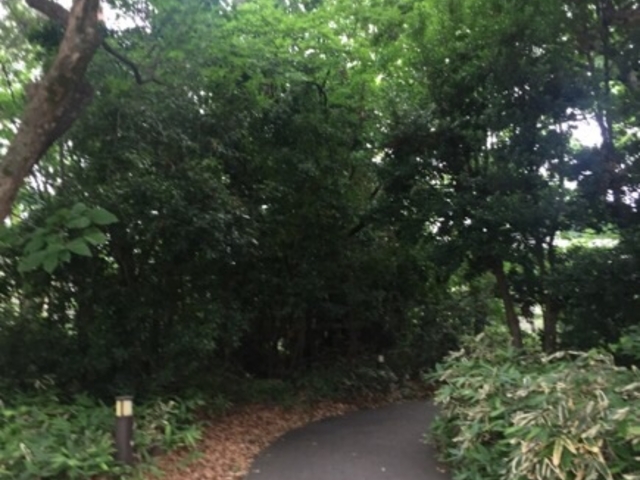 緑が深いです。_目白の森