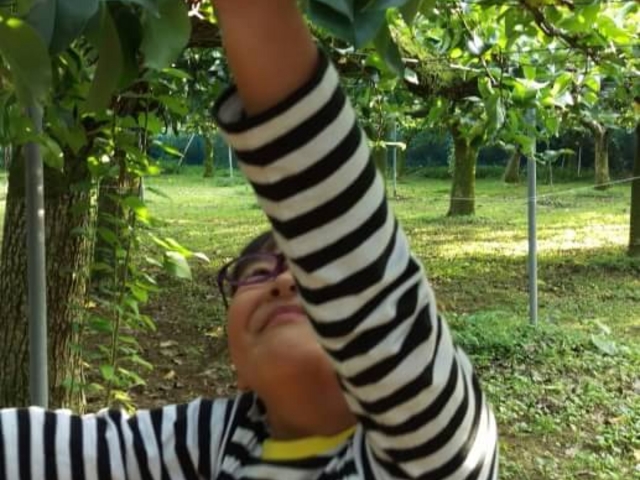 小学生なら自分で取れる_かすみがうら市千代田地区観光果樹園