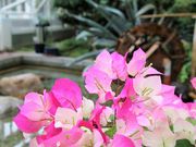 れこさんの苫小牧市サンガーデンの投稿写真1