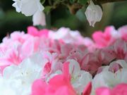 れこさんの苫小牧市サンガーデンの投稿写真2