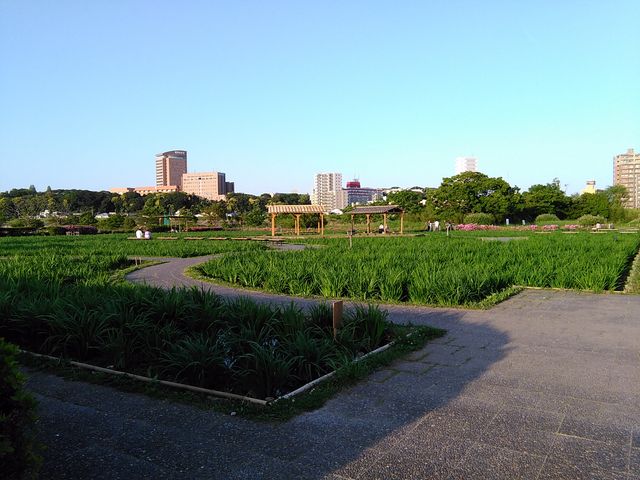 まだほとんど咲いていない_小岩菖蒲園