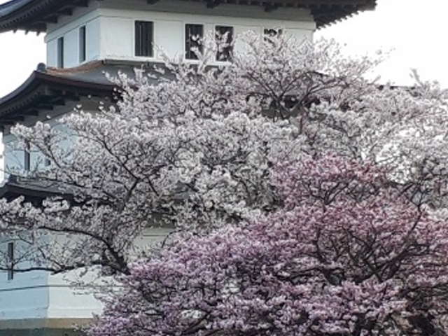 松前城と桜_松前公園の桜