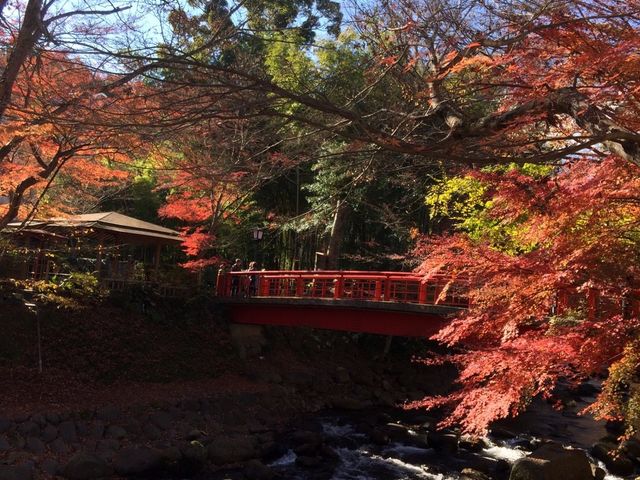 朱塗りの橋と紅葉がとても綺麗_桂橋