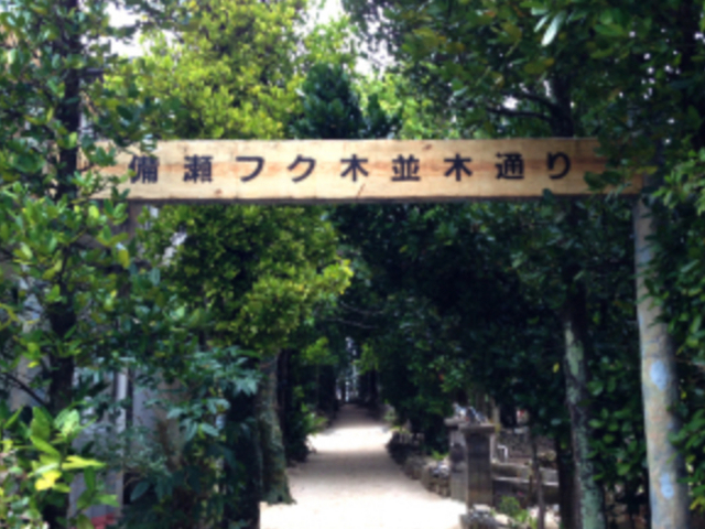フクギ_チュラフクギ