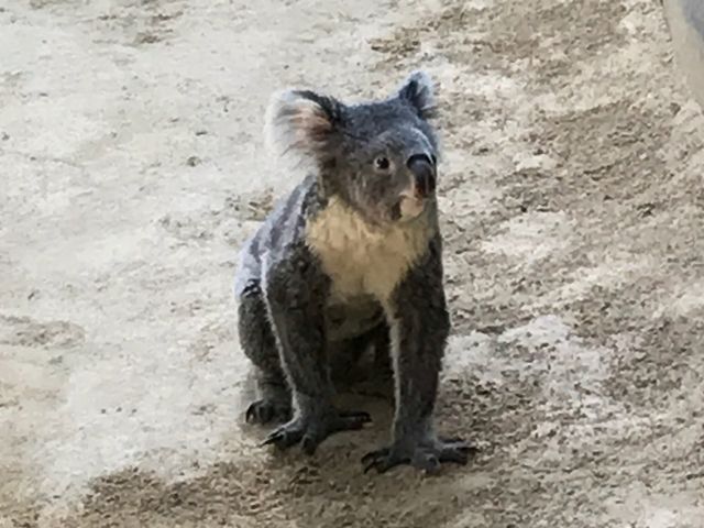 コアラ_東山動物園