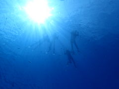 サオーさんのB-natureへの投稿写真1