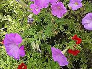 ssawsさんの相模川自然の村公園の投稿写真1