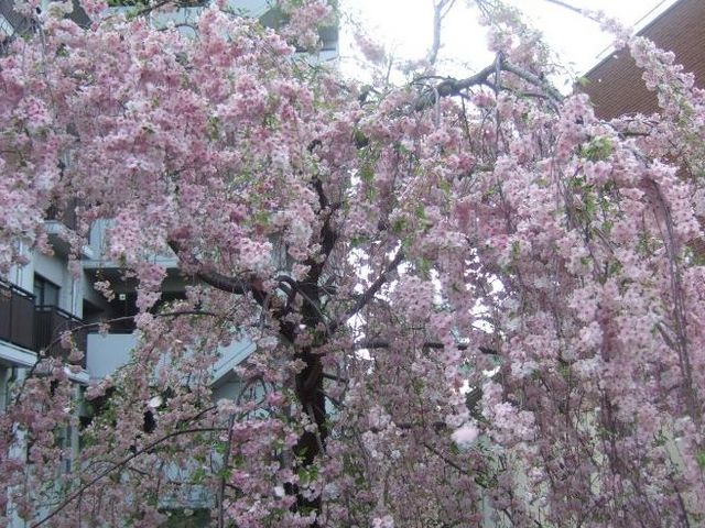 毛馬桜之宮公園にはさまざまな桜の木があって綺麗ですし、楽しめます。_毛馬桜之宮公園
