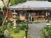 あまちゃんさんの地蔵禅院のしだれ桜の投稿写真2
