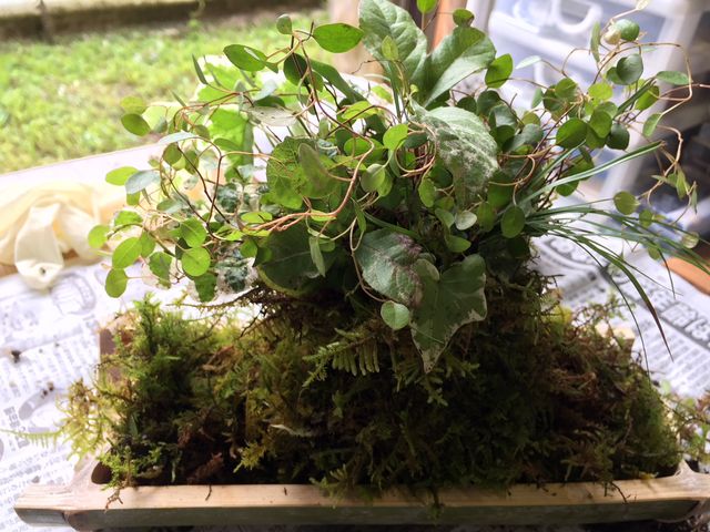 出来上がった作品 苔玉_一般社団法人椎葉村観光協会