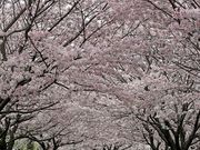 JOEさんのYou・遊の森公園の投稿写真1