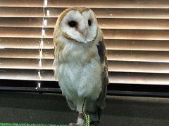 ゆみさんのふくろうの家への投稿写真1