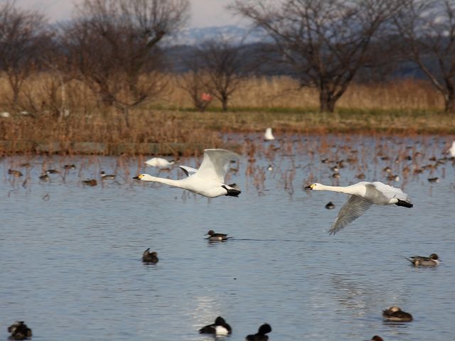 時には飛んでいる姿も。_瓢湖水きん公園