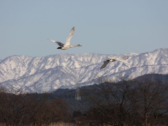 他ではなかなか見れません。_瓢湖水きん公園