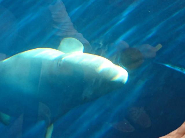 上越市立水族博物館 うみがたり_上越市立水族博物館 うみがたり