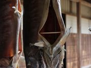 Yanwenliさんの重文若林家住宅の投稿写真3