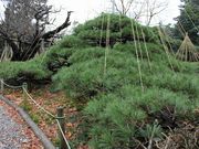 Yanwenliさんの重文若林家住宅の投稿写真5