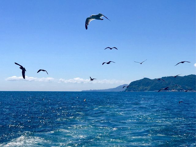 【熱海遊覧船サンレモ】エサやりを目当てに鳥たちが追いかけてきます_熱海遊覧船サンレモ