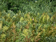 shuちゃんちゃんさんのサロベツ原野の投稿写真1