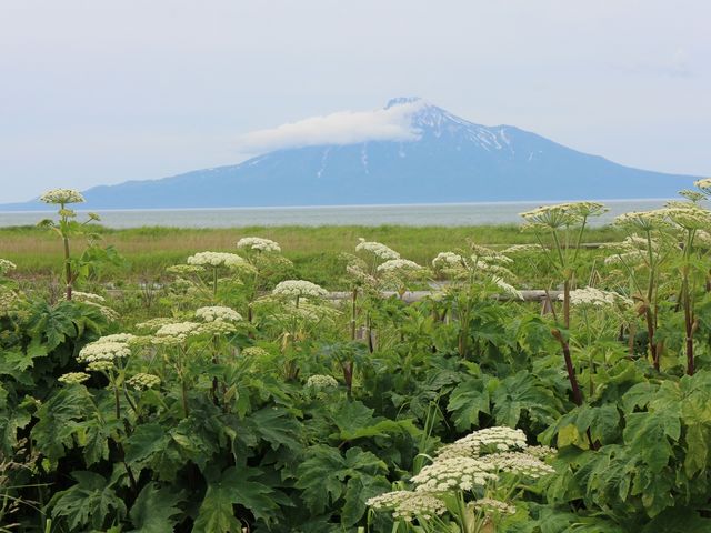 エゾノヨロイグサ_サロベツ原生花園