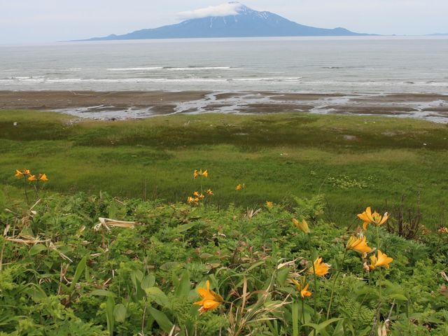 エゾスカシユリ_サロベツ原生花園