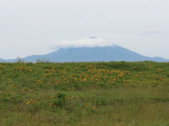 エゾスカシユリ群落_サロベツ原生花園
