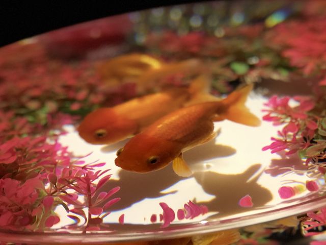 アートアクアリウム展_松坂屋美術館