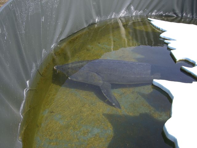 外にはチョウザメがいました_標津サーモン科学館(サケの水族館)