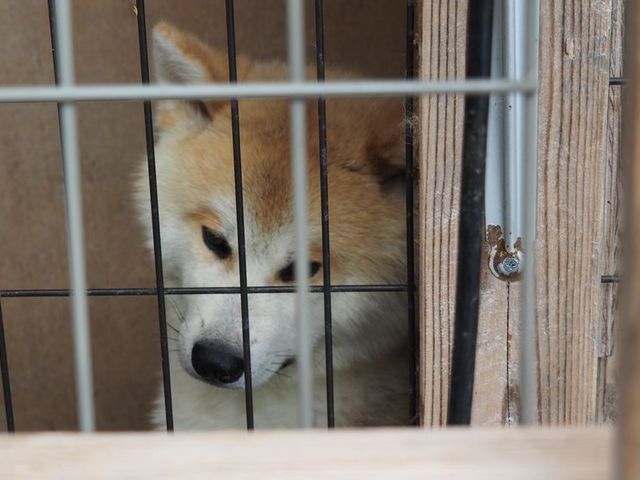 秋田犬_田沢湖共栄パレス