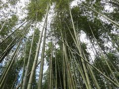 てつきちさんの竹林の道への投稿写真1