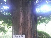 さとけんさんの浄見寺のオハツキイチョウの投稿写真2