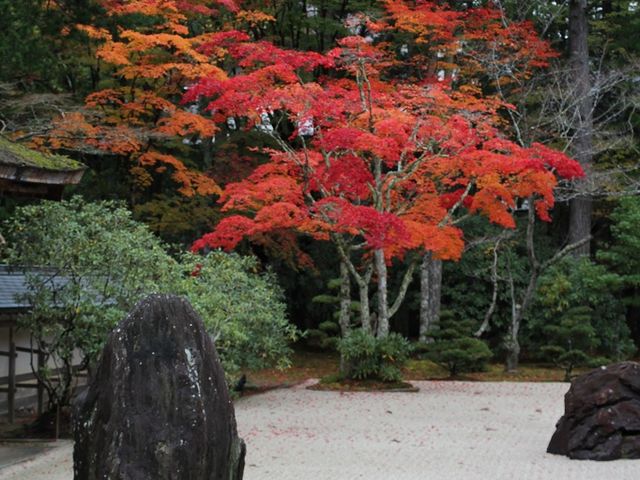 紅葉が白砂に映えていました。_高野山 金剛峯寺