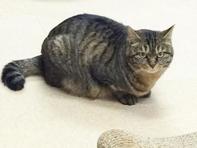 猫ちゃん_浅草ねこ園
