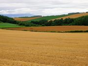 雷ちゃんさんのケンとメリーの木の投稿写真2