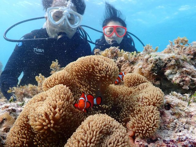 カクレクマノミたちと_マリンサービスアポロン石垣島